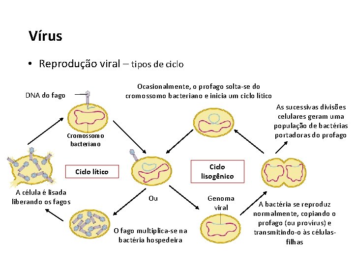 Vírus • Reprodução viral – tipos de ciclo Ocasionalmente, o profago solta-se do cromossomo