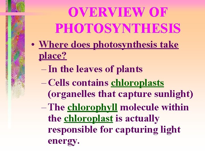 OVERVIEW OF PHOTOSYNTHESIS • Where does photosynthesis take place? – In the leaves of