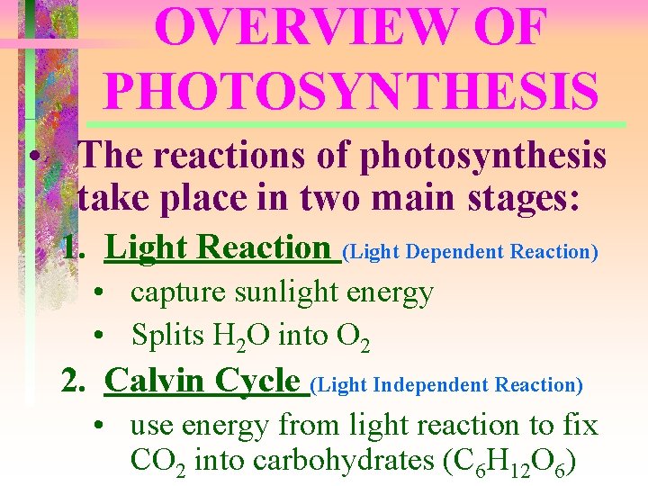 OVERVIEW OF PHOTOSYNTHESIS • The reactions of photosynthesis take place in two main stages: