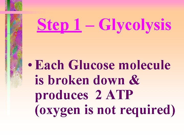 Step 1 – Glycolysis • Each Glucose molecule is broken down & produces 2