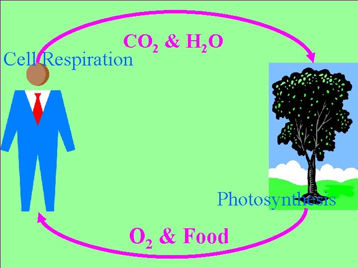 CO 2 & H 2 O Cell Respiration Photosynthesis O 2 & Food 