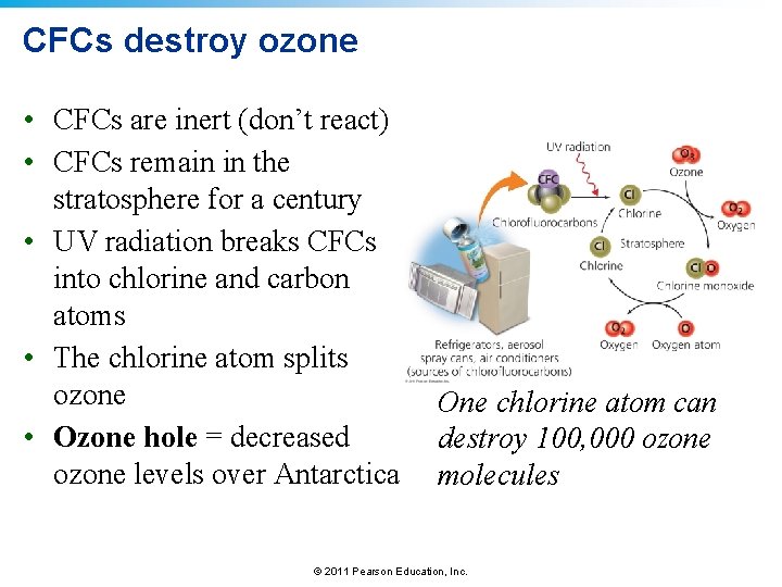 CFCs destroy ozone • CFCs are inert (don’t react) • CFCs remain in the