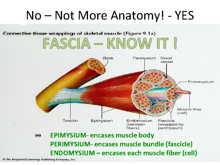 No – Not More Anatomy! - YES EPIMYSIUM- encases muscle body PERIMYSIUM- encases muscle