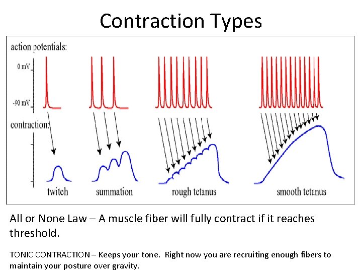 Contraction Types All or None Law – A muscle fiber will fully contract if