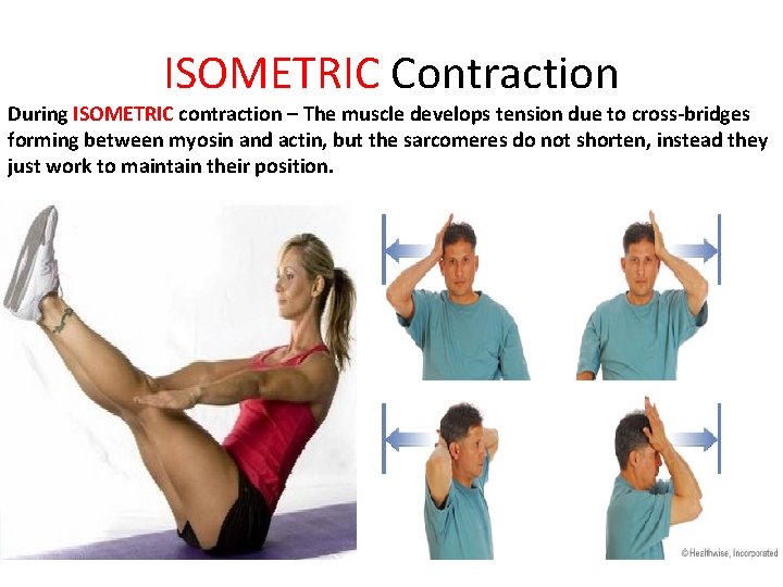 ISOMETRIC Contraction During ISOMETRIC contraction – The muscle develops tension due to cross-bridges forming
