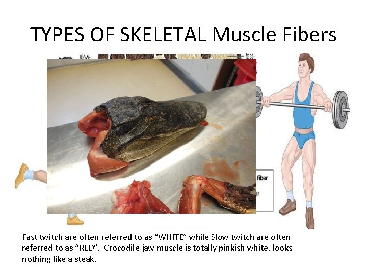 TYPES OF SKELETAL Muscle Fibers Fast twitch are often referred to as “WHITE” while