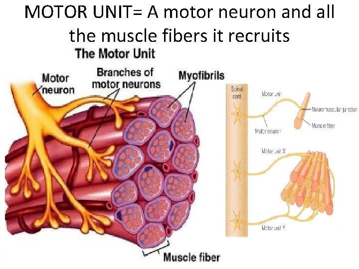MOTOR UNIT= A motor neuron and all the muscle fibers it recruits 