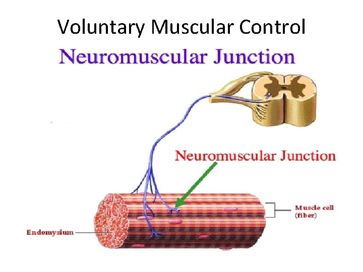 Voluntary Muscular Control 