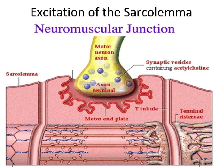 Excitation of the Sarcolemma 
