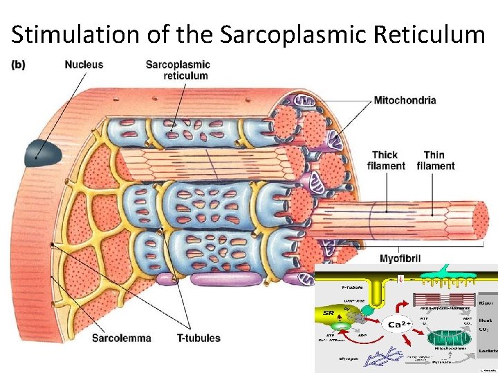 Stimulation of the Sarcoplasmic Reticulum 