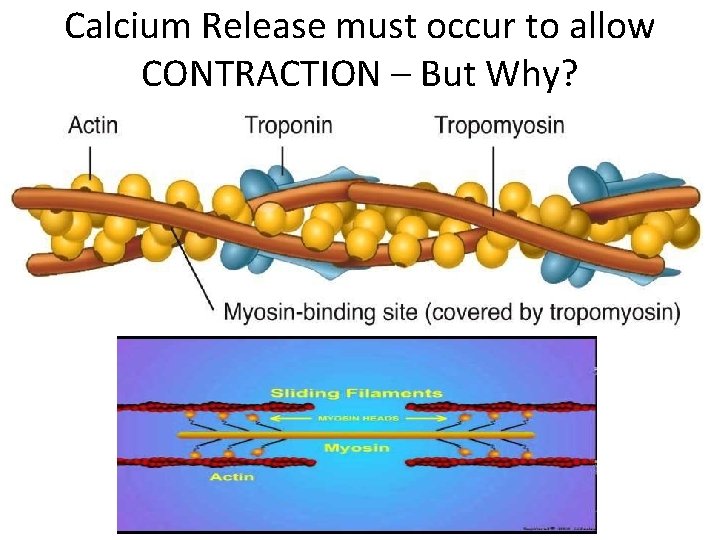 Calcium Release must occur to allow CONTRACTION – But Why? 