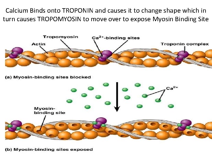 Calcium Binds onto TROPONIN and causes it to change shape which in turn causes