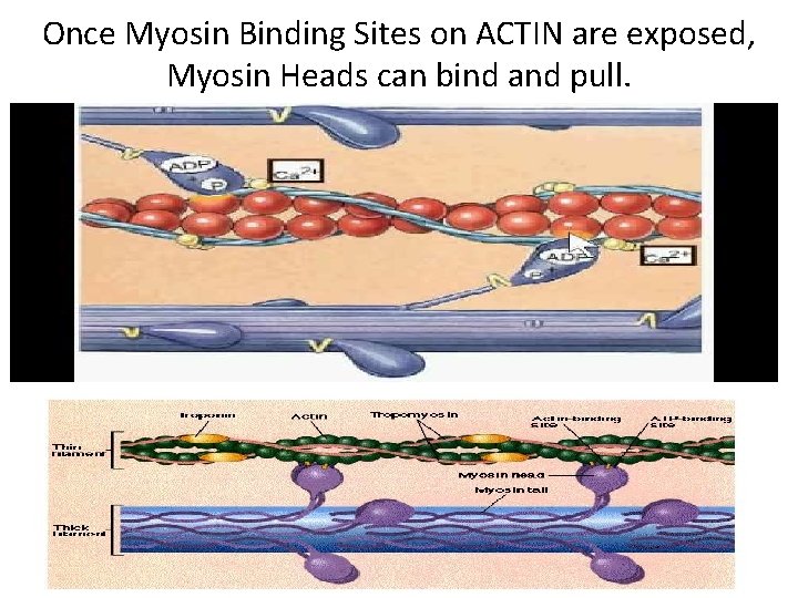 Once Myosin Binding Sites on ACTIN are exposed, Myosin Heads can bind and pull.