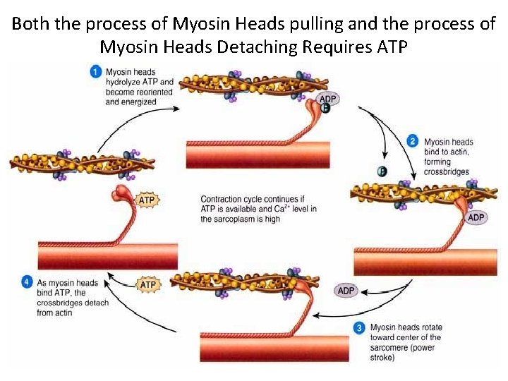 Both the process of Myosin Heads pulling and the process of Myosin Heads Detaching