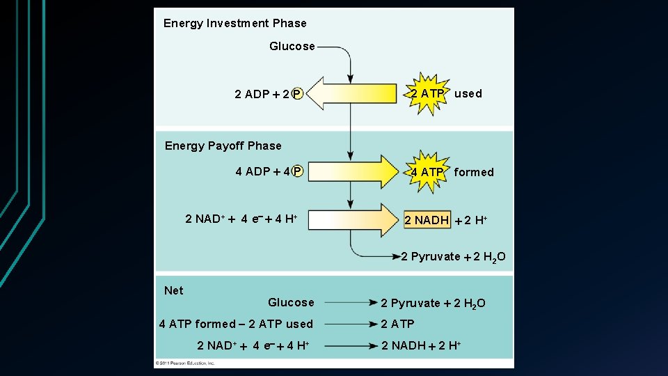 Energy Investment Phase Glucose 2 ADP 2 P 2 ATP used Energy Payoff Phase