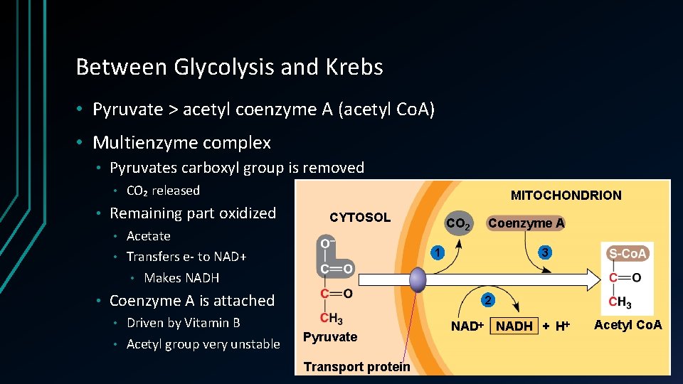 Between Glycolysis and Krebs • Pyruvate > acetyl coenzyme A (acetyl Co. A) •