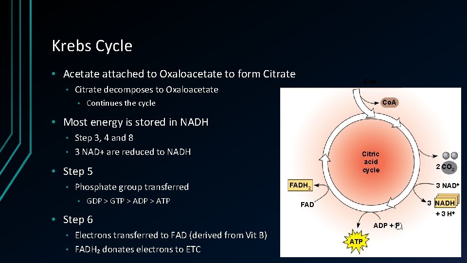 Krebs Cycle • Acetate attached to Oxaloacetate to form Citrate • Co. A Citrate