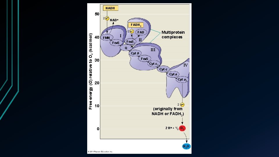 NADH 50 2 e NAD FADH 2 Free energy (G) relative to O 2