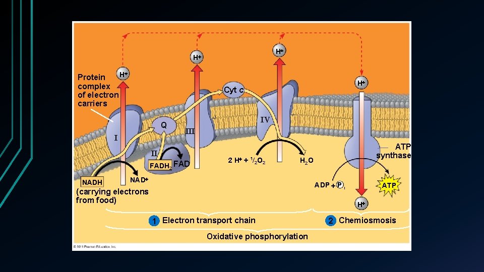 H H H Protein complex of electron carriers Cyt c Q I IV III