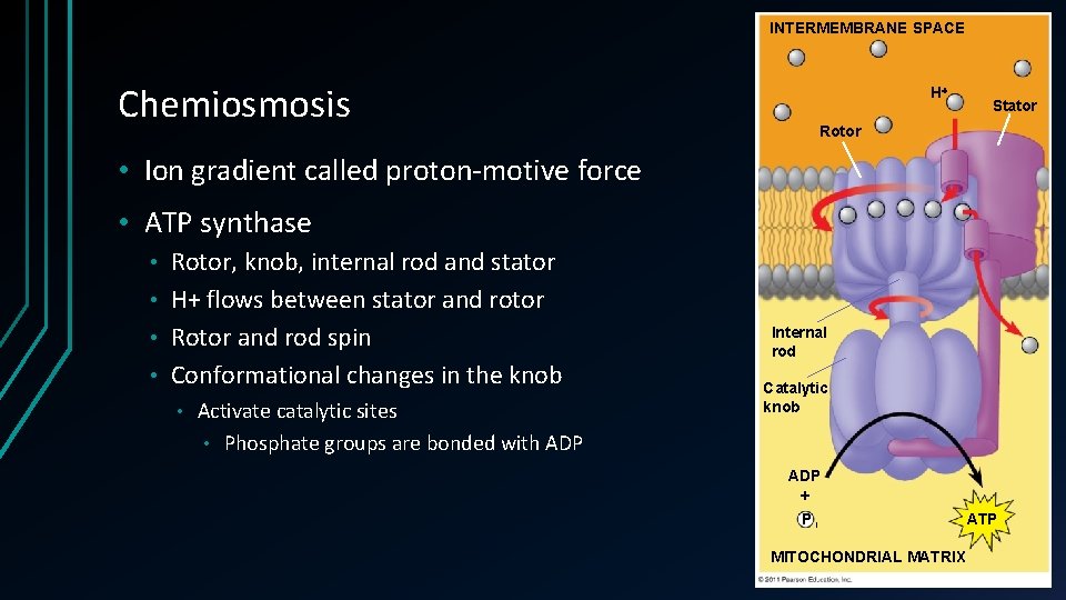 INTERMEMBRANE SPACE Chemiosmosis H Stator Rotor • Ion gradient called proton-motive force • ATP