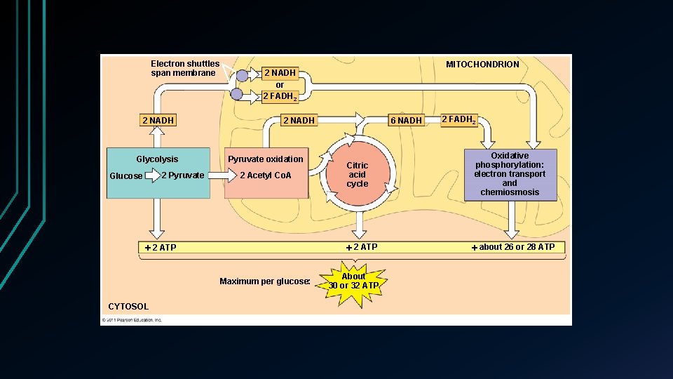 Electron shuttles span membrane 2 NADH Glycolysis 2 Pyruvate Glucose 2 NADH or 2