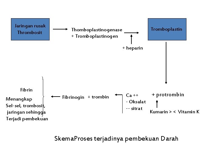 Jaringan rusak Thrombosit Tromboplastin Thomboplastinogenase + Tromboplastinogen + heparin Fibrin Menangkap Sel-sel, trombosit, jaringan