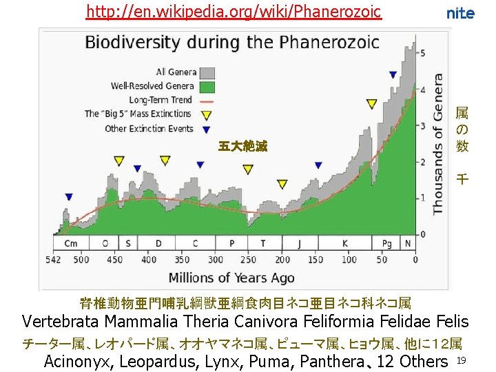 http: //en. wikipedia. org/wiki/Phanerozoic 五大絶滅 属 の 数 千 脊椎動物亜門哺乳綱獣亜綱食肉目ネコ亜目ネコ科ネコ属 Vertebrata Mammalia Theria Canivora