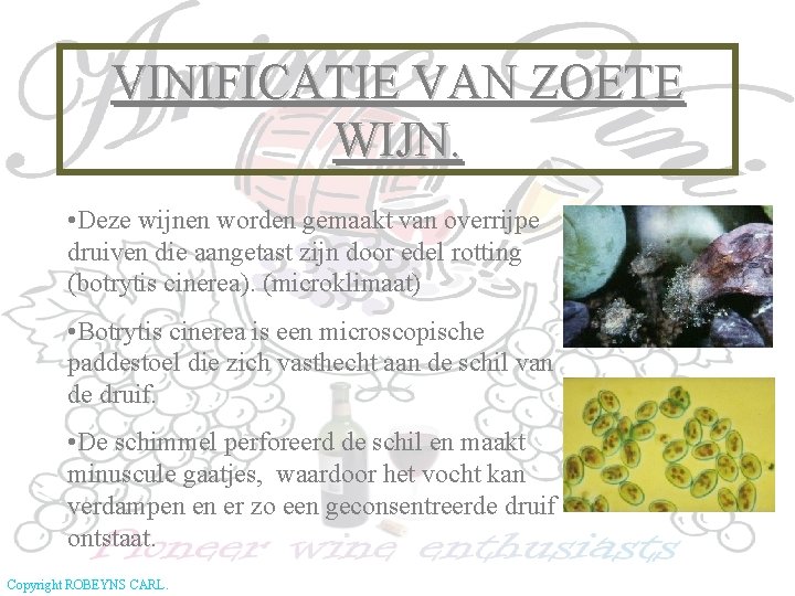 VINIFICATIE VAN ZOETE WIJN. • Deze wijnen worden gemaakt van overrijpe druiven die aangetast