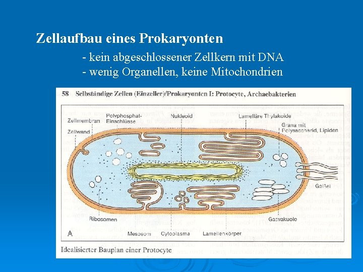 Zellaufbau eines Prokaryonten - kein abgeschlossener Zellkern mit DNA - wenig Organellen, keine Mitochondrien