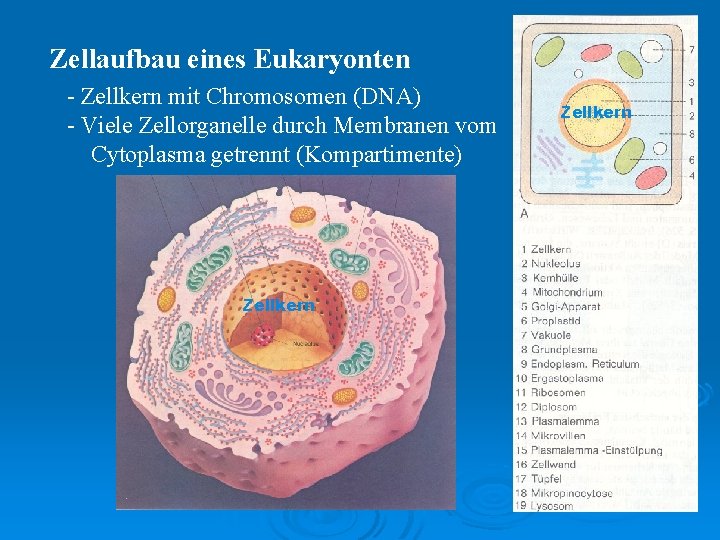 Zellaufbau eines Eukaryonten - Zellkern mit Chromosomen (DNA) - Viele Zellorganelle durch Membranen vom