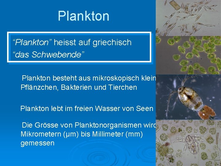 Plankton “Plankton” heisst auf griechisch “das Schwebende” Plankton besteht aus mikroskopisch kleinen Pflänzchen, Bakterien