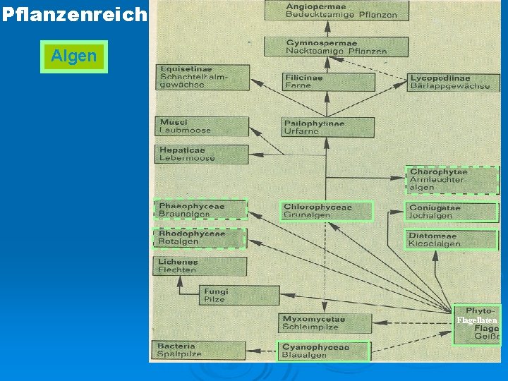 Pflanzenreich Algen Flagellaten 