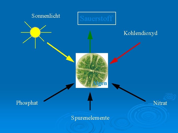 Sonnenlicht Sauerstoff Kohlendioxyd Algen Phosphat Nitrat Spurenelemente 