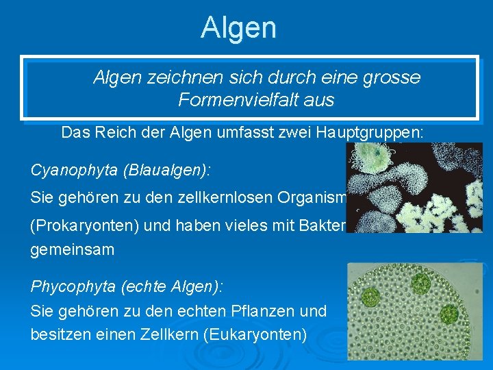Algen zeichnen sich durch eine grosse Formenvielfalt aus Das Reich der Algen umfasst zwei