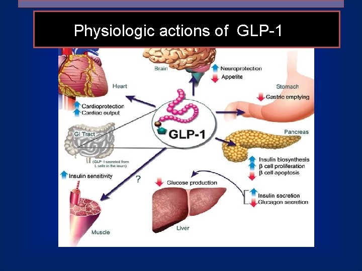 Physiologic actions of GLP-1 