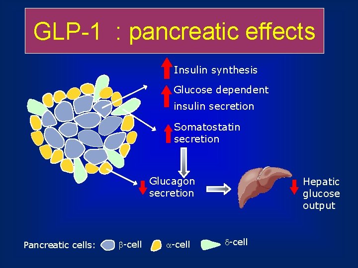 GLP-1 : pancreatic effects Insulin synthesis Glucose dependent insulin secretion Somatostatin secretion Glucagon secretion