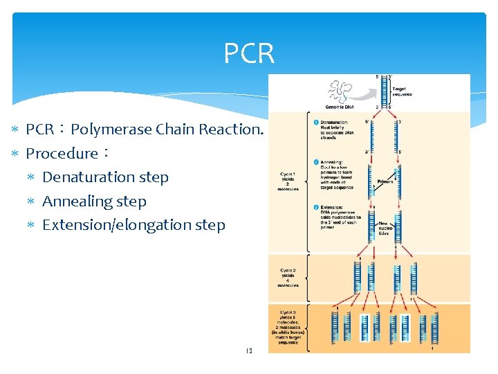 PCR PCR：Polymerase Chain Reaction. Procedure： Denaturation step Annealing step Extension/elongation step 13 