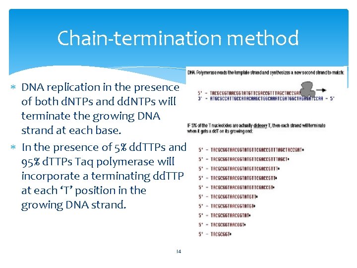 Chain-termination method DNA replication in the presence of both d. NTPs and dd. NTPs