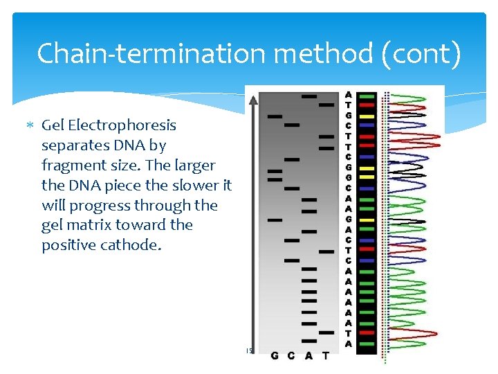 Chain-termination method (cont) Gel Electrophoresis separates DNA by fragment size. The larger the DNA