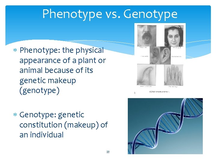 Phenotype vs. Genotype Phenotype: the physical appearance of a plant or animal because of