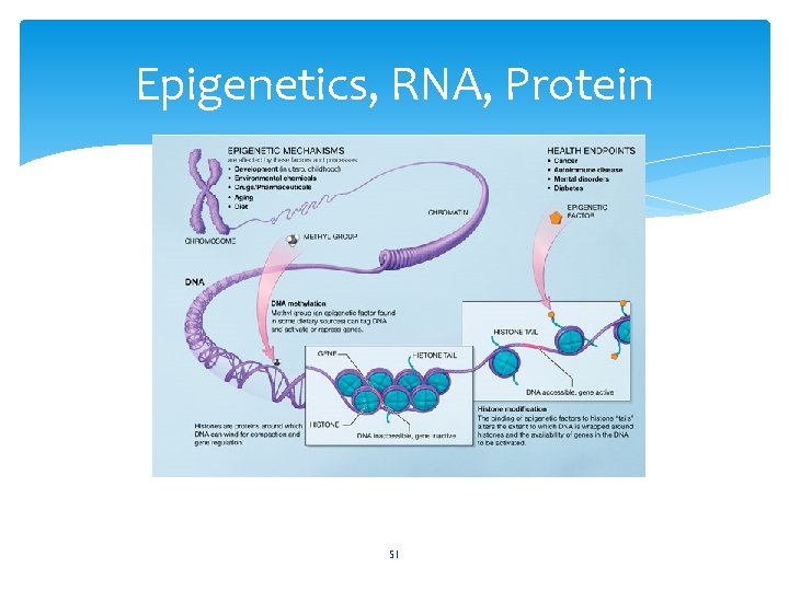 Epigenetics, RNA, Protein 51 