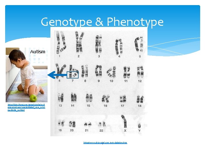 Genotype & Phenotype Autism http: //big 5. ifeng. com/gate/big 5/baby. if eng. com/yuer/special/detail_2011_01/27 /4481382_0.