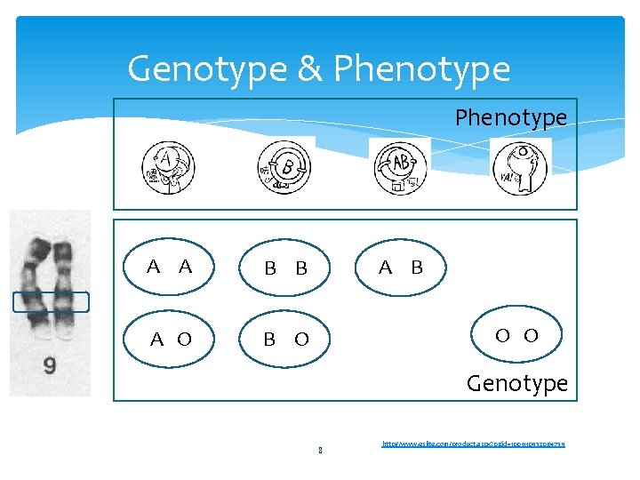 Genotype & Phenotype A A B B A O B O A B O