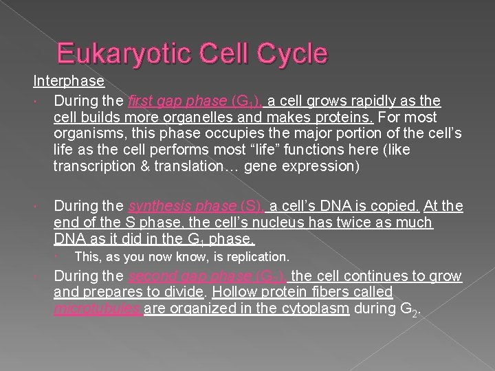 Eukaryotic Cell Cycle Interphase During the first gap phase (G 1), a cell grows