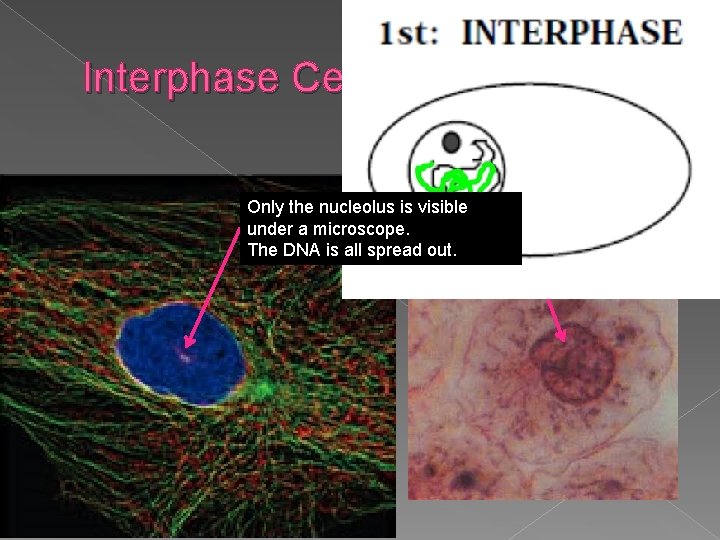 Interphase Cell Only the nucleolus is visible under a microscope. The DNA is all