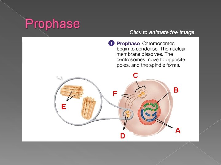 Prophase Click to animate the image. C B F E D A 