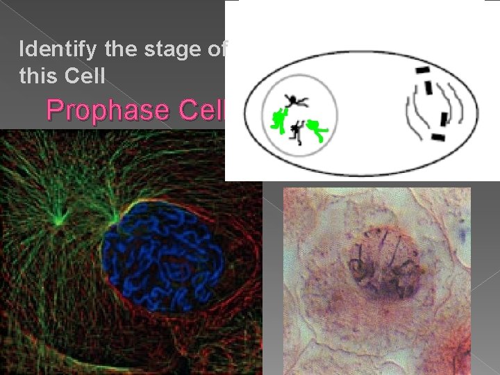 Identify the stage of this Cell Prophase Cell 
