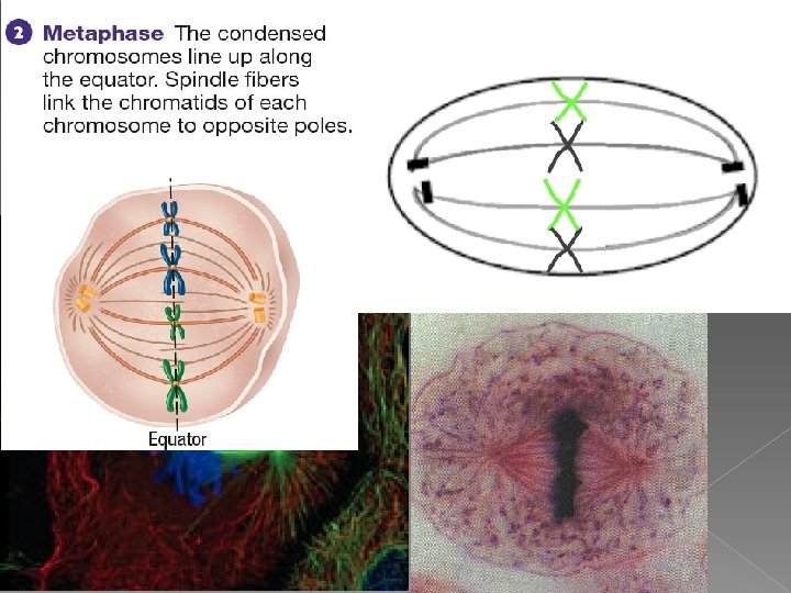 Metaphase Cell 