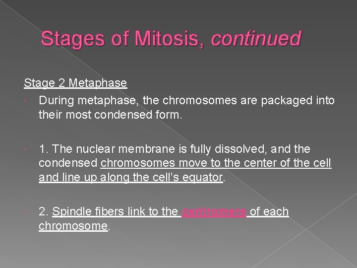 Stages of Mitosis, continued Stage 2 Metaphase During metaphase, the chromosomes are packaged into