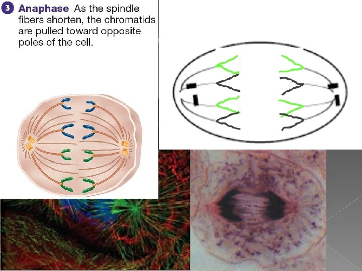 Anaphase Cell 